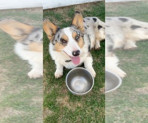 Father of the Cardigan Welsh Corgi puppies born on 06/08/2023