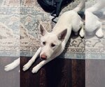 Small Photo #7 Siberian Husky Puppy For Sale in Dallas, TX, USA