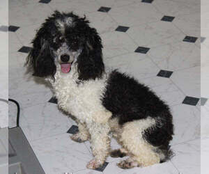 Father of the Poodle (Toy) puppies born on 12/21/2024
