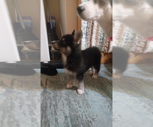 Medium Photo #8 Gerberian Shepsky Puppy For Sale in EDMORE, MI, USA
