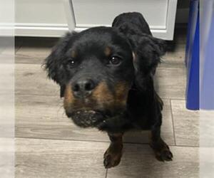 Rottweiler-Unknown Mix Dogs for adoption in Redlands, CA, USA