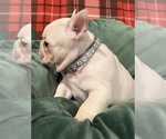Small Photo #19 French Bulldog Puppy For Sale in BOLIVAR, MO, USA