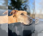 Small #10 Labrador Retriever Mix