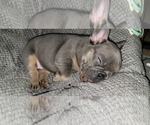 Puppy 3 French Bulldog