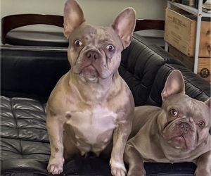 Mother of the French Bulldog puppies born on 01/20/2026