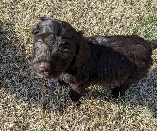 Medium Photo #4 Boykin Spaniel-Goldendoodle Mix Puppy For Sale in MORGANTON, NC, USA