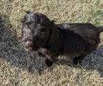 Small Photo #9 Boykin Spaniel-Goldendoodle Mix Puppy For Sale in MORGANTON, NC, USA