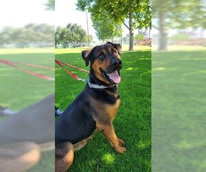 Rottweiler-Unknown Mix Dogs for adoption in Upland, CA, USA