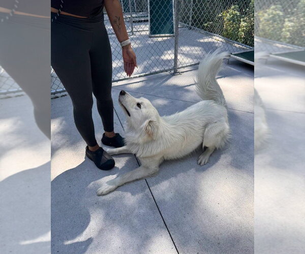 Medium Photo #3 German Shepherd Dog-Great Pyrenees Mix Puppy For Sale in Muskegon, MI, USA