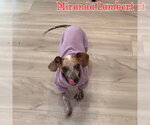 Small #29 Dachshund