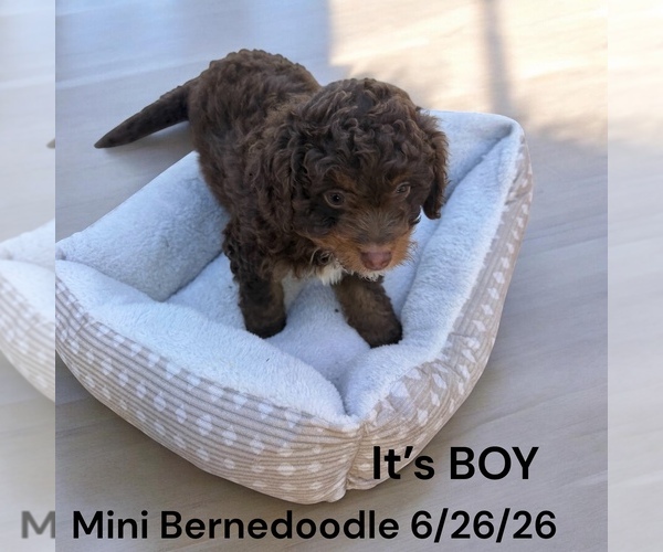 Medium Photo #1 Bernedoodle-Poodle (Miniature) Mix Puppy For Sale in MONTPELIER, OH, USA