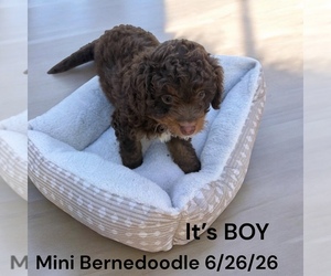 Bernedoodle-Poodle (Miniature) Mix Puppy for sale in MONTPELIER, OH, USA