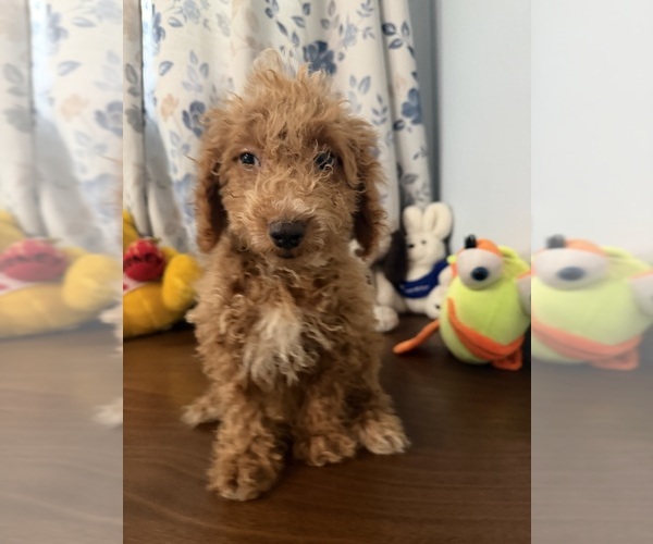 Medium Photo #5 Havapoo Puppy For Sale in DURHAM, CT, USA