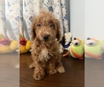 Havapoo puppies - Male Havapoo Puppy for Sale - Photo #5