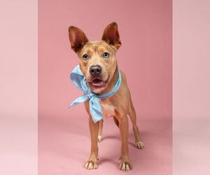 American Pit Bull Terrier-Australian Kelpie Mix Dogs for adoption in Rockaway, NJ, USA