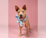 Small American Pit Bull Terrier-Australian Kelpie Mix