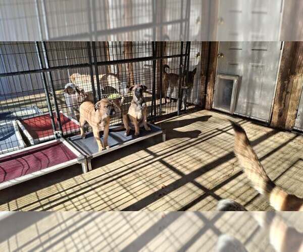 Medium Photo #34 German Shepherd Dog-Unknown Mix Puppy For Sale in Sebec, ME, USA