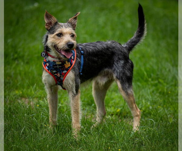 Medium Photo #4 Mutt Puppy For Sale in Princeton, MN, USA