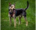 Small #3 Mutt