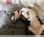 Small #2 American Pit Bull Terrier Mix