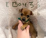 Small Photo #8 Chiweenie Puppy For Sale in CANDLER, NC, USA