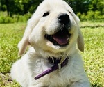 Puppy Joy Labrador Retriever