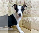 Small #1 Australian Kelpie Mix