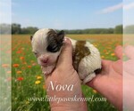 Image preview for Ad Listing. Nickname: Nova