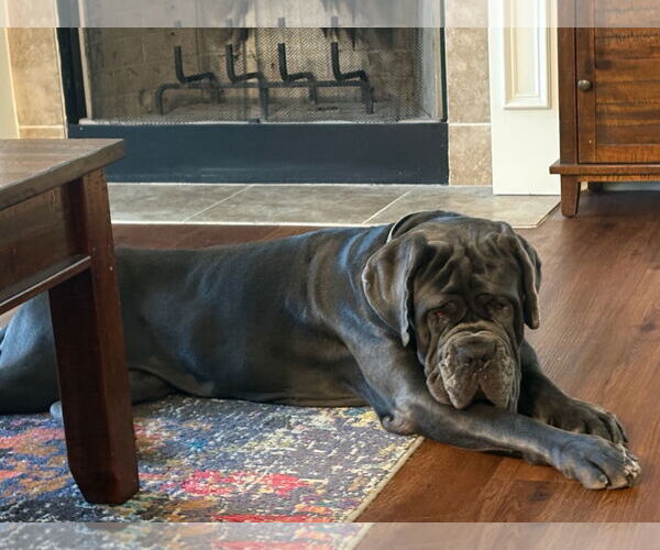 Medium Photo #4 Neapolitan Mastiff Puppy For Sale in Ellisville, MO, USA