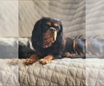 Small Photo #1 Cavalier King Charles Spaniel Puppy For Sale in SPARTA, WI, USA