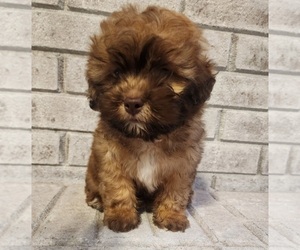 ShihPoo Puppy for sale in WINSTON SALEM, NC, USA