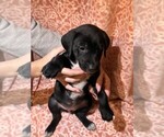 Small Photo #10 Labmatian Puppy For Sale in ANTIOCH, CA, USA