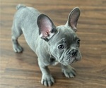 Puppy YODA French Bulldog