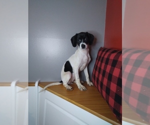 Cocker Spaniel-Italian Greyhound Mix Puppy for sale in INDIANAPOLIS, IN, USA