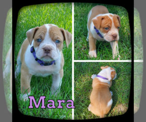 Olde English Bulldogge Puppy for sale in WHEELER, MI, USA