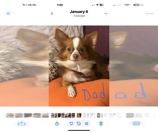 Medium Photo #10 ShiChi Puppy For Sale in FORTSON, GA, USA