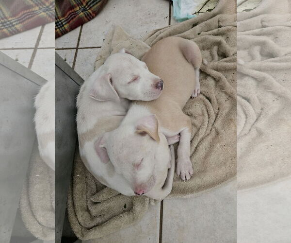 Medium Photo #2 American Pit Bull Terrier-Labrador Retriever Mix Puppy For Sale in The Woodlands, TX, USA