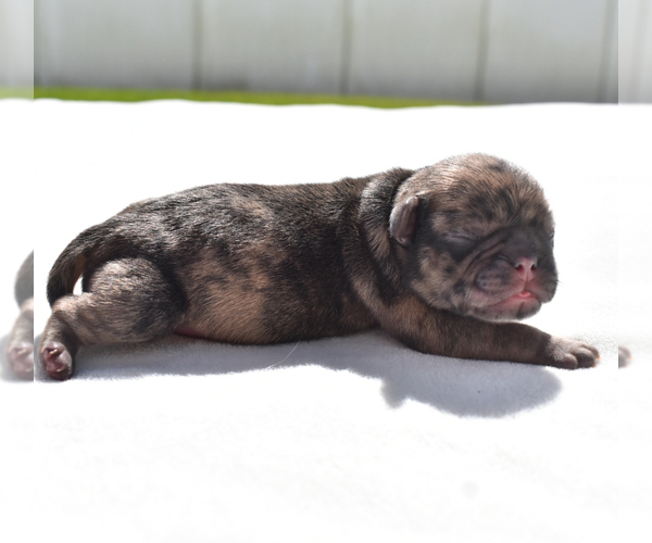 Medium Photo #3 Pug Puppy For Sale in PALM COAST, FL, USA