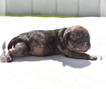 Small #2 Pug