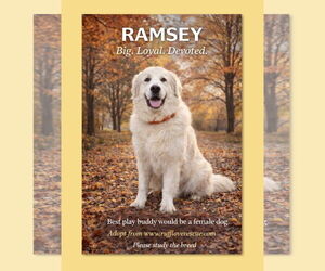 Great Pyrenees Dogs for adoption in Thomasville, NC, USA