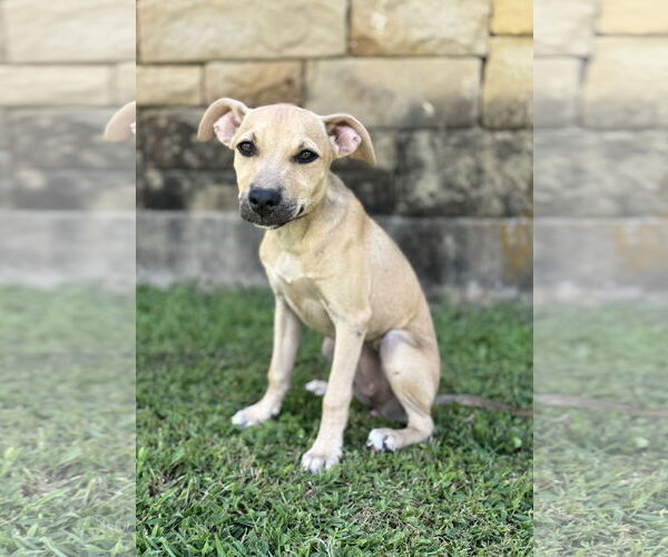 Medium Photo #3 Mutt Puppy For Sale in PIPE CREEK, TX, USA