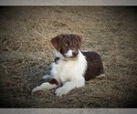 Small Photo #2 Bordoodle Puppy For Sale in OLATHE, CO, USA