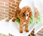 Small Photo #9 Poodle (Toy) Puppy For Sale in SYRACUSE, IN, USA