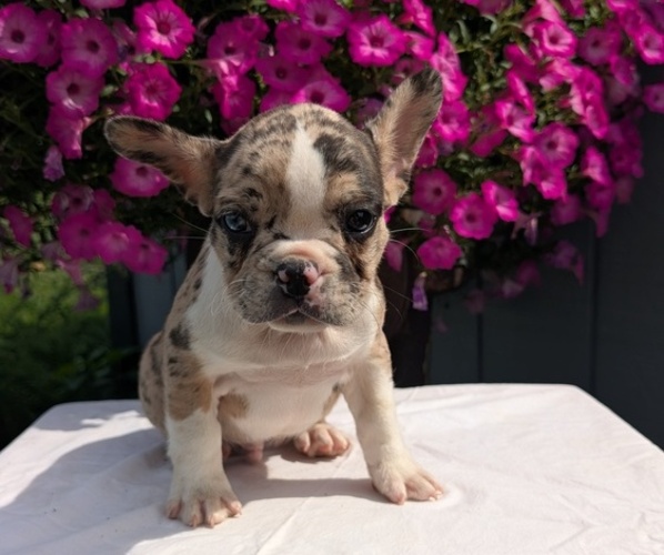 Medium Photo #4 Faux Frenchbo Bulldog Puppy For Sale in GOSHEN, IN, USA