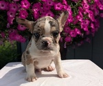 Small #3 Faux Frenchbo Bulldog