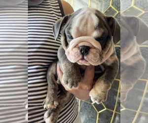 Bulldog Puppy for sale in CLEVELAND, NC, USA