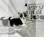 Small #4 Pembroke Welsh Corgi