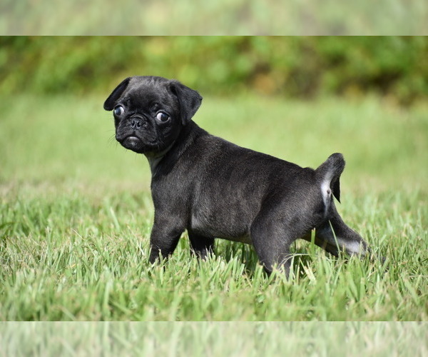 Medium Photo #2 Pug Puppy For Sale in PALM COAST, FL, USA