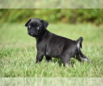 Small #1 Pug