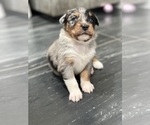 Small Photo #25 Australian Shepherd Puppy For Sale in NEW BRAUNFELS, TX, USA